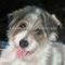 Εξατομικευμένο πορτρέτο σκυλιών ελαιογραφίας συνήθειας της Pet πορτρέτα που χρωματίζει το μοναδικό δώρο